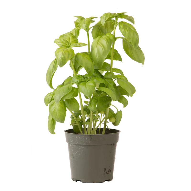 Genovese Basil Seed - Image 6