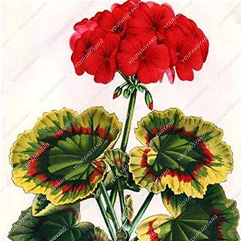 Geranium Flower Seeds for Planting Violet - Image 2