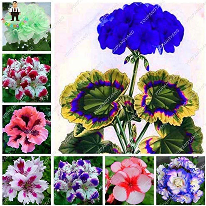 Geranium Flower Seeds for Planting Violet - Image 3