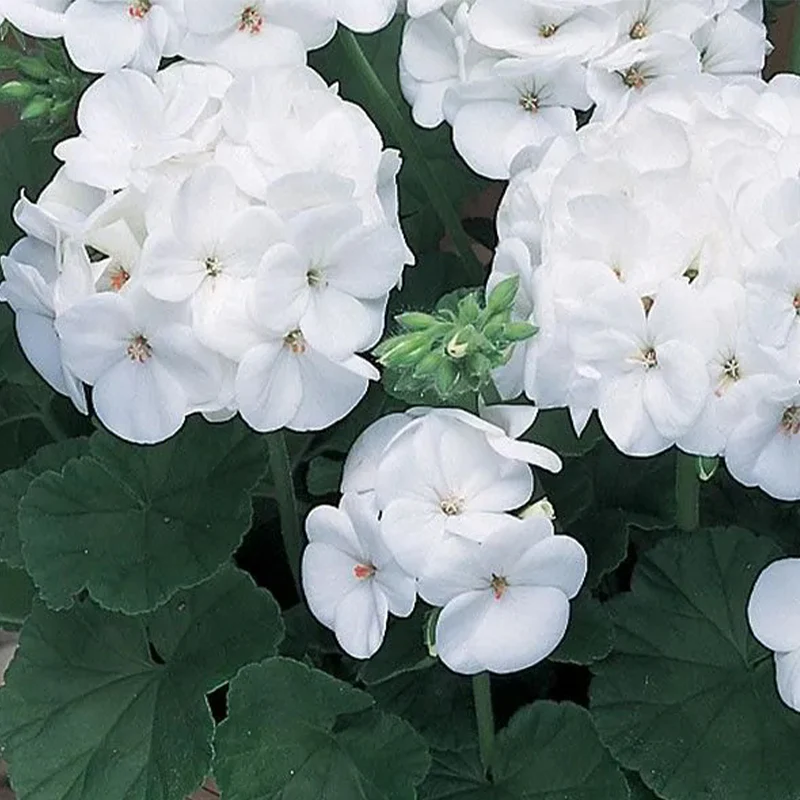 Geranium Pinto Premium White F1 Seed - Image 4