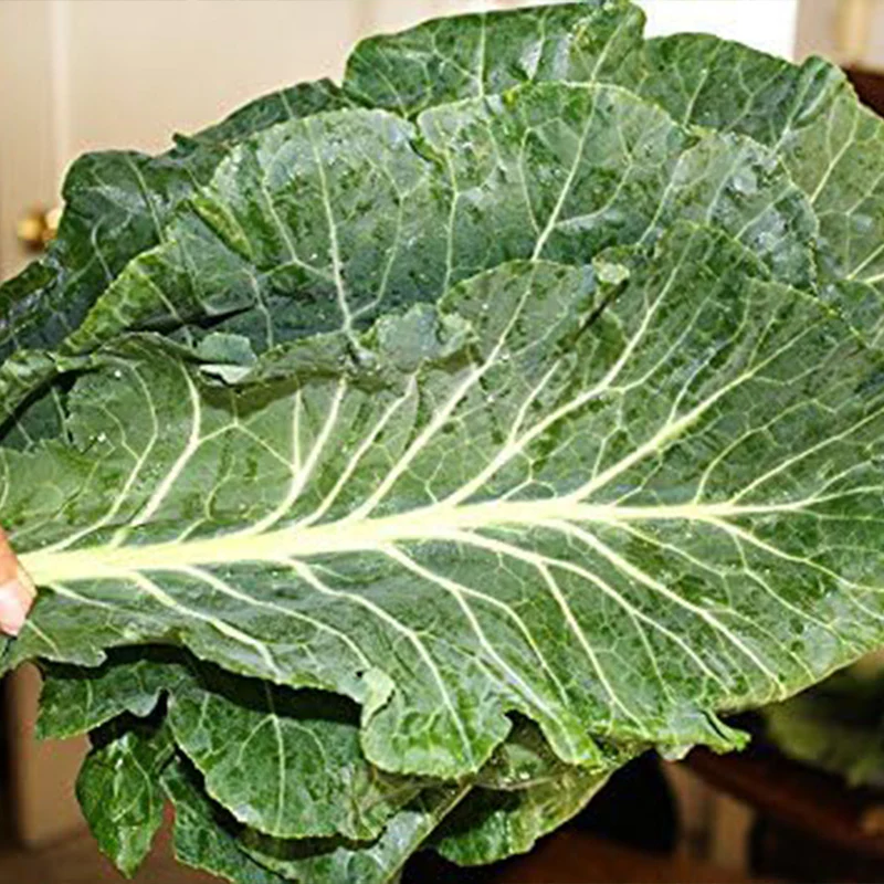Giant Collard Georgia Southern Seeds Herb Collards - Image 3