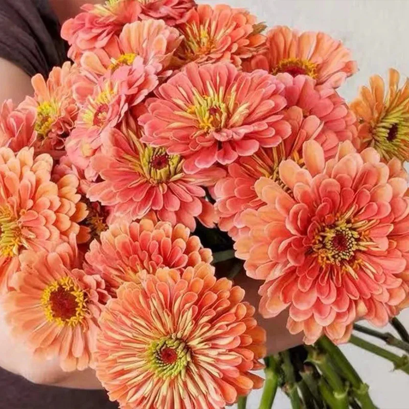 Giant Salmon Rose Zinnias Seeds - Image 5