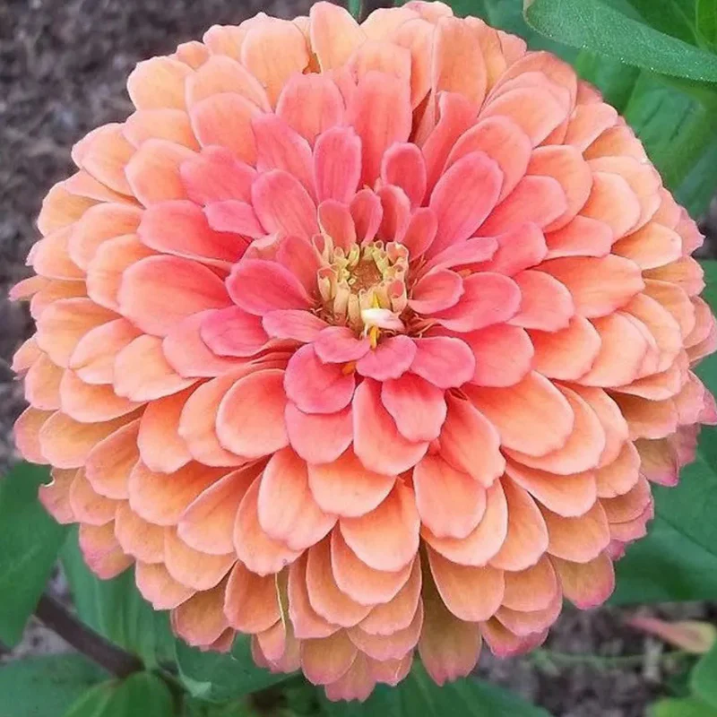Giant Salmon Rose Zinnias Seeds - Image 6