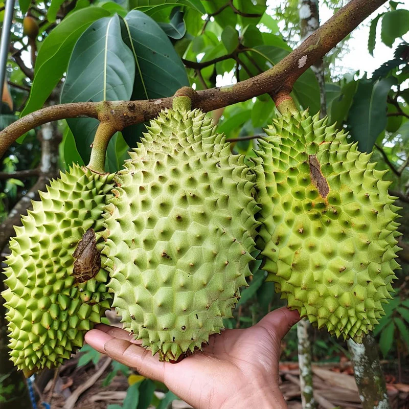 Giant Soursop Seeds for Planting, Annona Muricata, Graviola, Guyabano, Sirsak,  Tasty Tropical Native Fruit Tree - Image 3