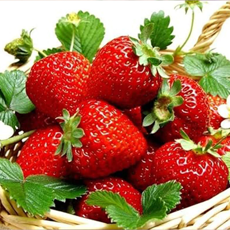 Giant Strawberry Seeds, Sweet Red Strawberry Garden Strawberry Fruit Seeds, for Garden Planting - Image 3