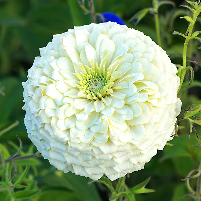 Giant White Zinnia Seeds by Haiyi's