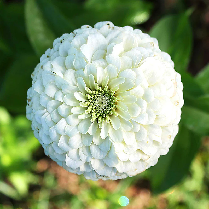 Giant White Zinnia Seeds by Haiyi's - Image 2
