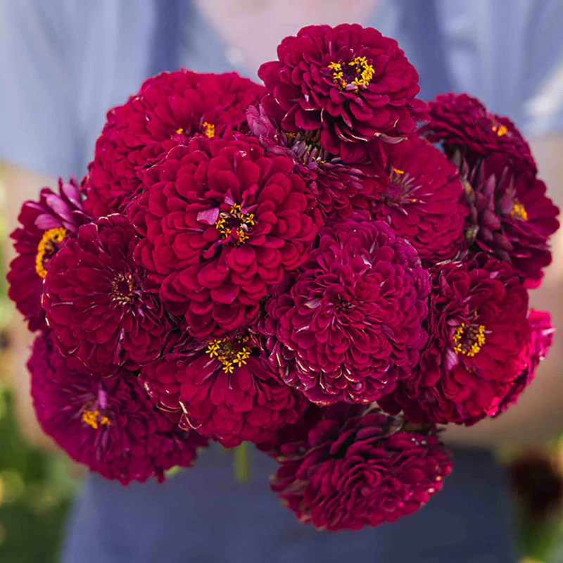 Giant Wine Zinnia Seeds by Haiyi's