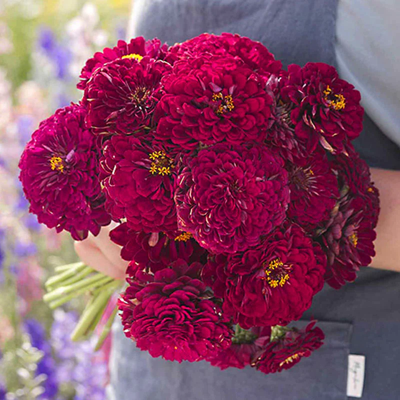 Giant Wine Zinnia Seeds by Haiyi's - Image 2