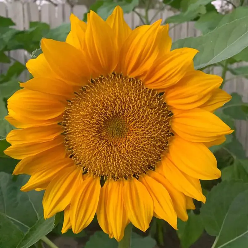 Gold Lite Sunflower Seeds - Image 2