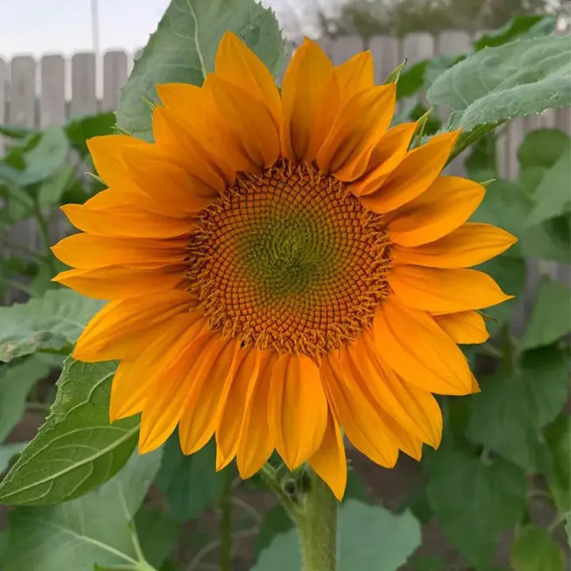 Gold Lite Sunflower Seeds - Image 3
