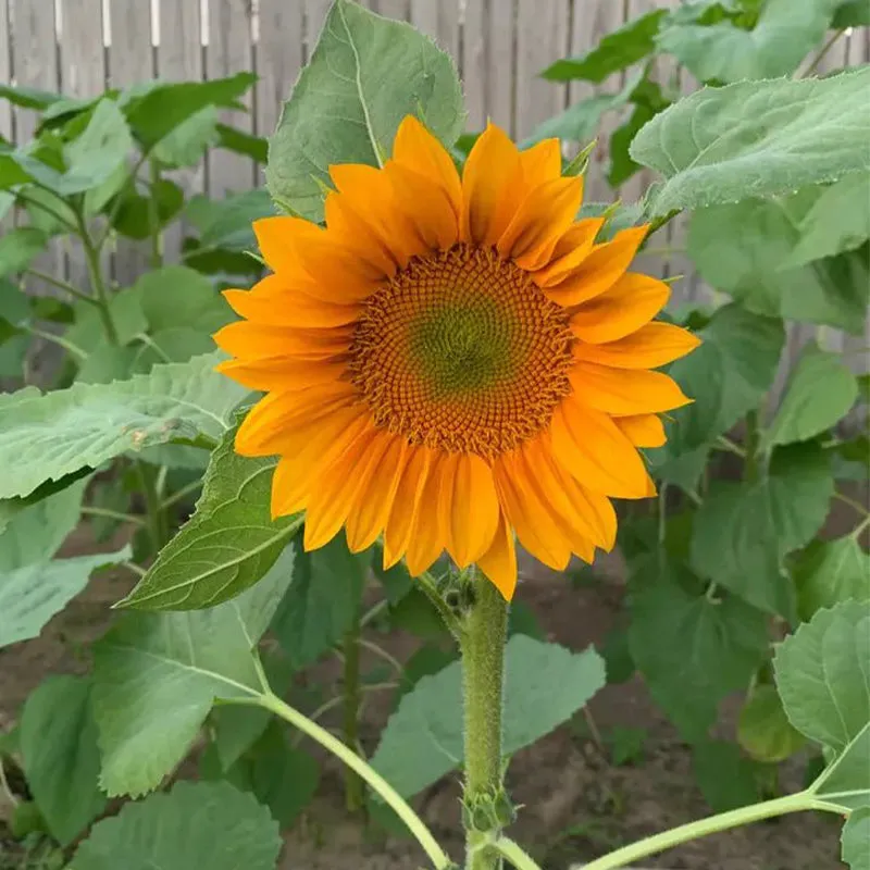Gold Lite Sunflower Seeds - Image 4