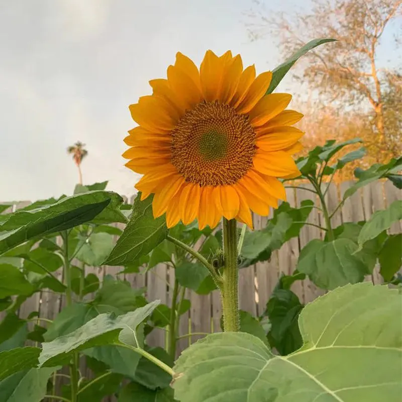 Gold Lite Sunflower Seeds - Image 5