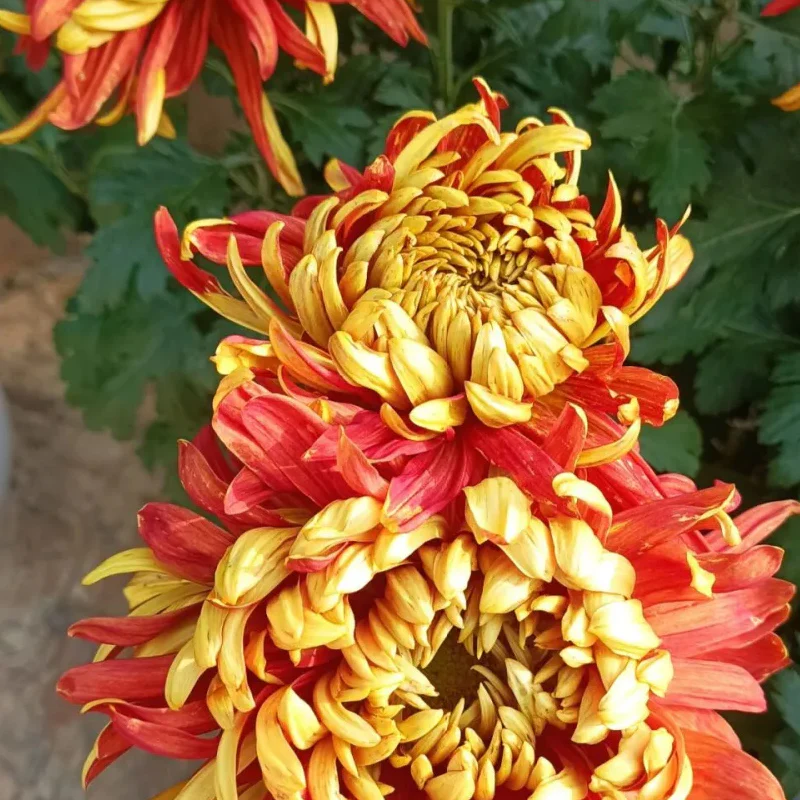 Golden-Backed Scarlet Chrysanthemum - Image 10