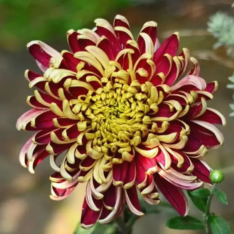 Golden-Backed Scarlet Chrysanthemum - Image 6
