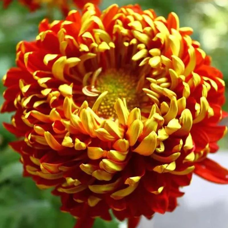 Golden-Backed Scarlet Chrysanthemum - Image 7