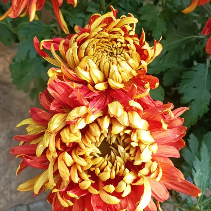 Golden-Backed Scarlet Chrysanthemum - Image 8
