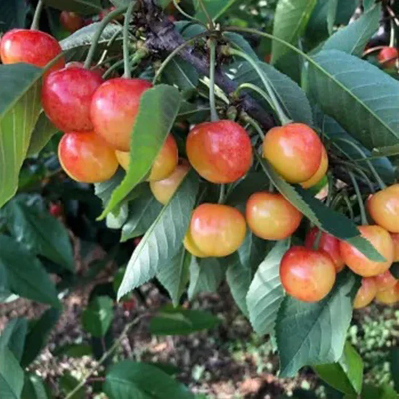 Golden Cherry Seeds - Image 5