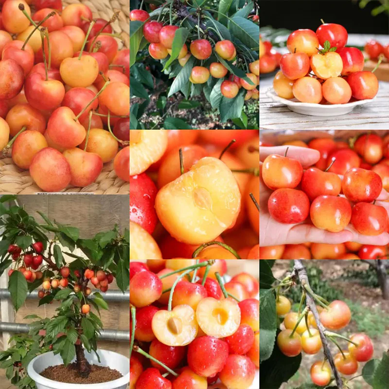 Golden Cherry Seeds - Image 8