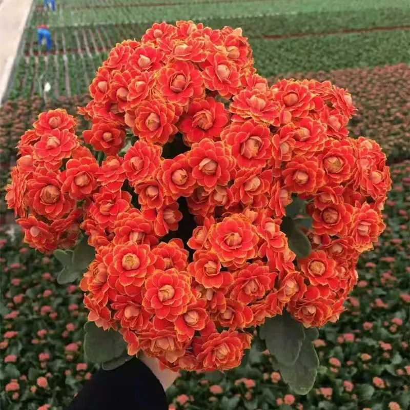 Golden Fox Longevity Flower Seeds - Image 11