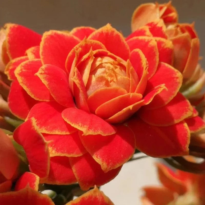 Golden Fox Longevity Flower Seeds - Image 7