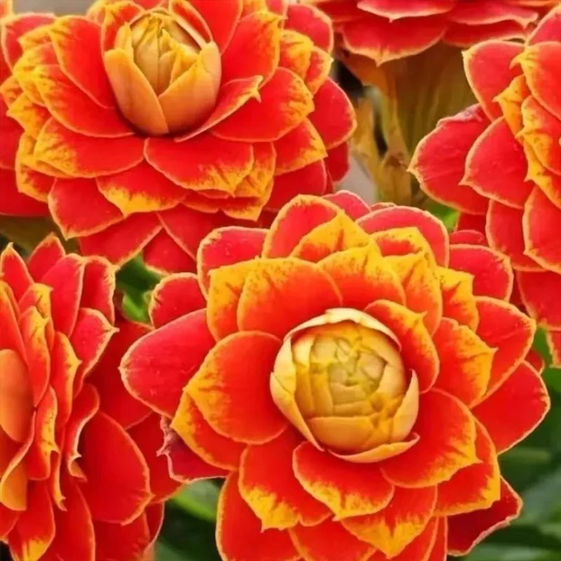 Golden Fox Longevity Flower Seeds - Image 9