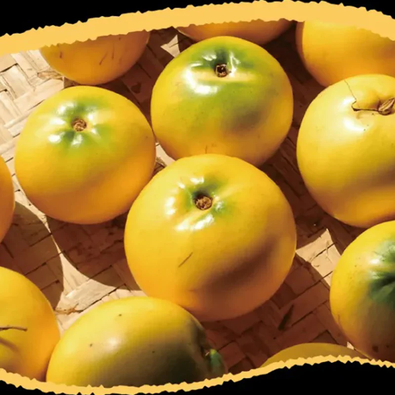 Golden Fruit Seeds Abiu Fruit Pouteria Caimito - Image 5