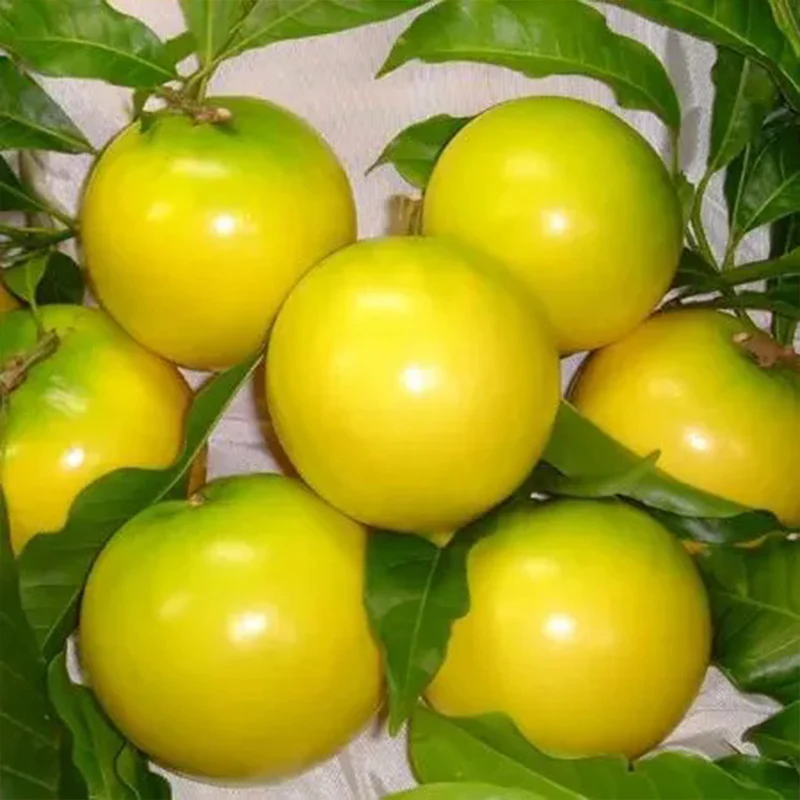 Golden Fruit Seeds Abiu Fruit Pouteria Caimito - Image 8