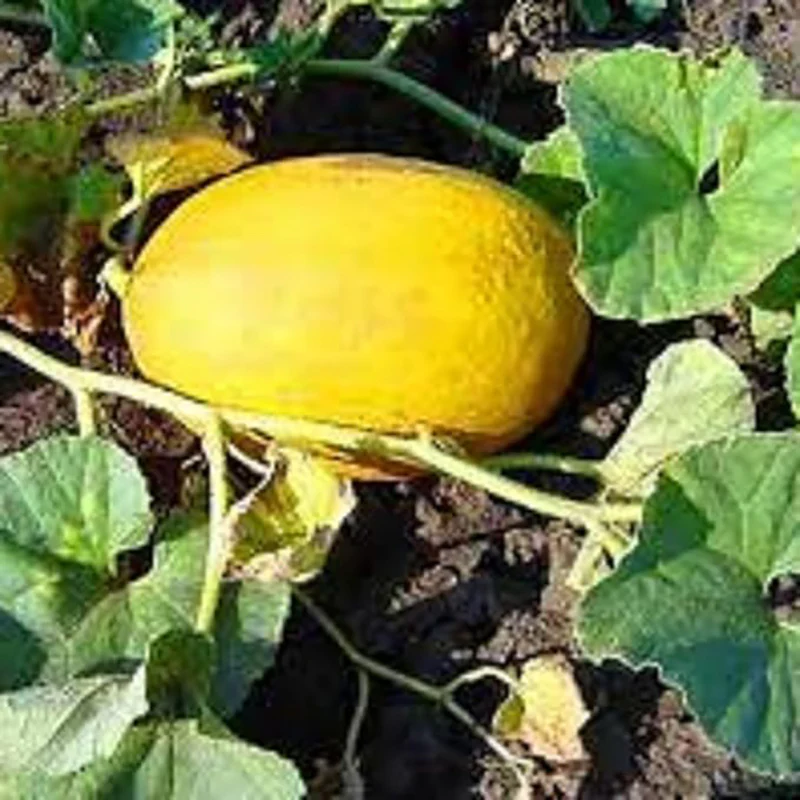 Golden Honeydew Seed Japanes Kogane Makuwauri Sweet Melon Non-GMO Juicy Fruit Great Sweet Taste Gardening - Image 3