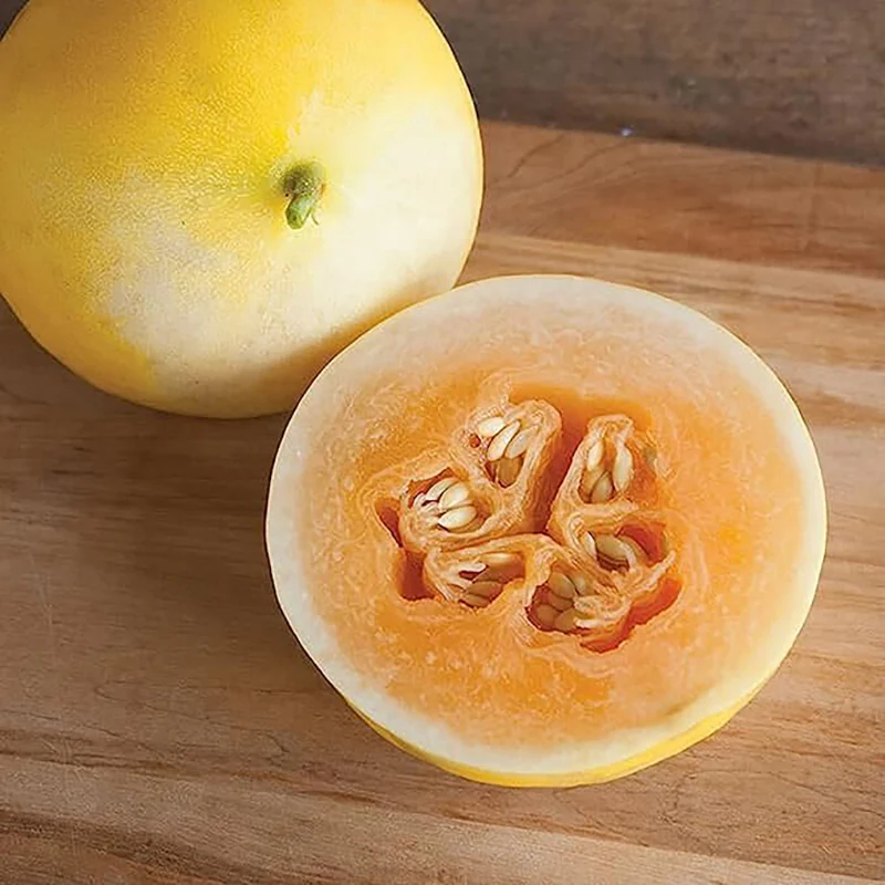 Golden Honeydew Seed Japanes Kogane Makuwauri Sweet Melon Non-GMO Juicy Fruit Great Sweet Taste Gardening - Image 4
