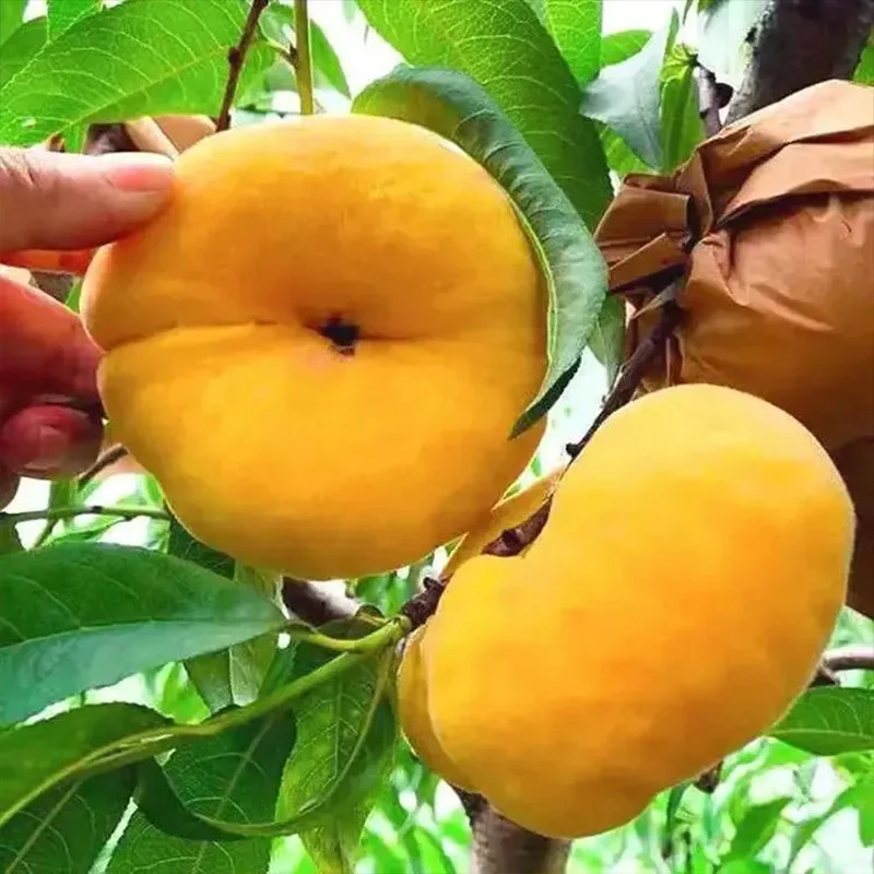 Golden Legend - Golden Peach Seeds - Image 11