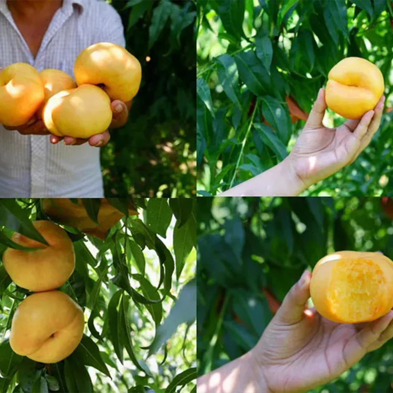 Golden Legend - Golden Peach Seeds - Image 2