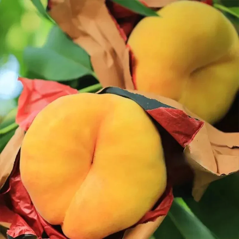 Golden Legend - Golden Peach Seeds - Image 4