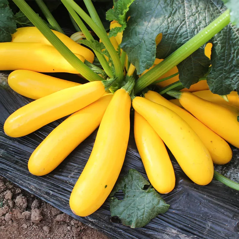 Golden Zucchini Seeds - Image 6