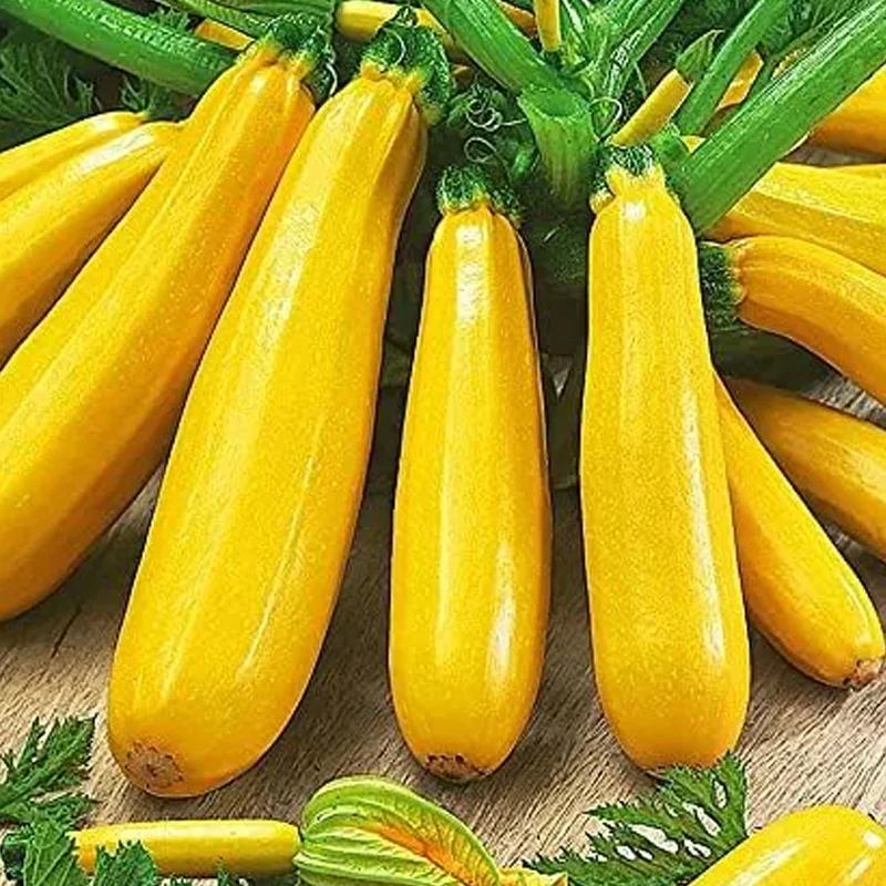 Golden Zucchini Seeds - Image 8