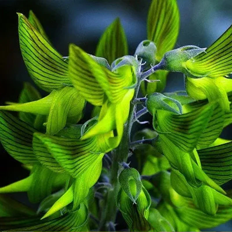 Green Birdflower - Image 3