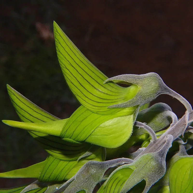 Green Birdflower - Image 5
