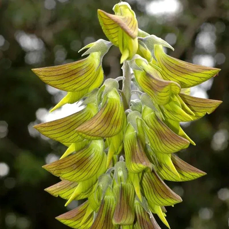 Green Birdflower - Image 6