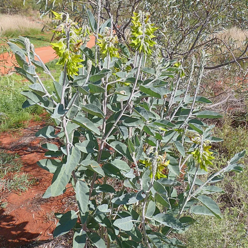 Green Birdflower - Image 8