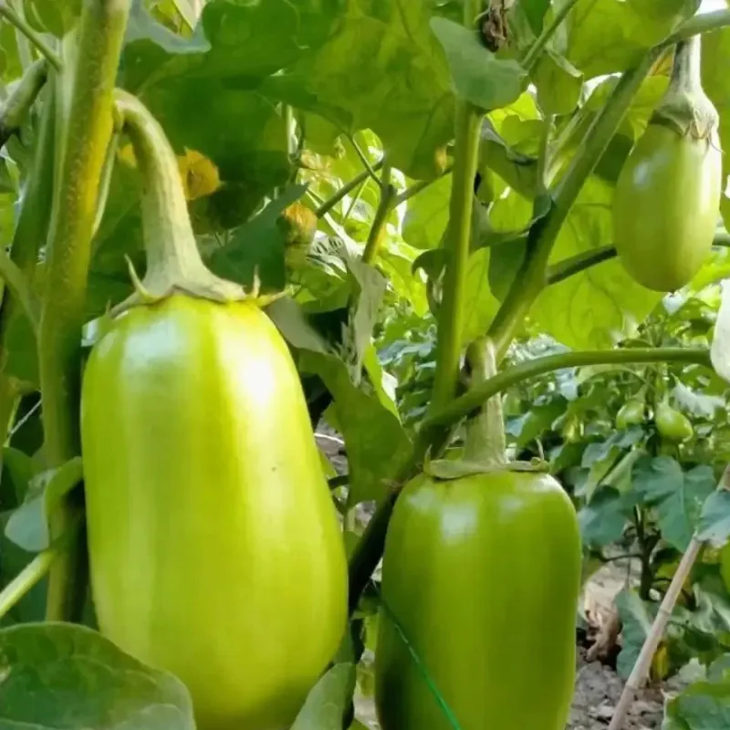 Green Can Eggplant Seeds - Image 3