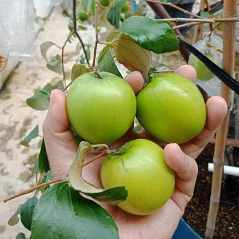 Green Giant Sweet Jujube Fruit Apple Jujube - Image 4