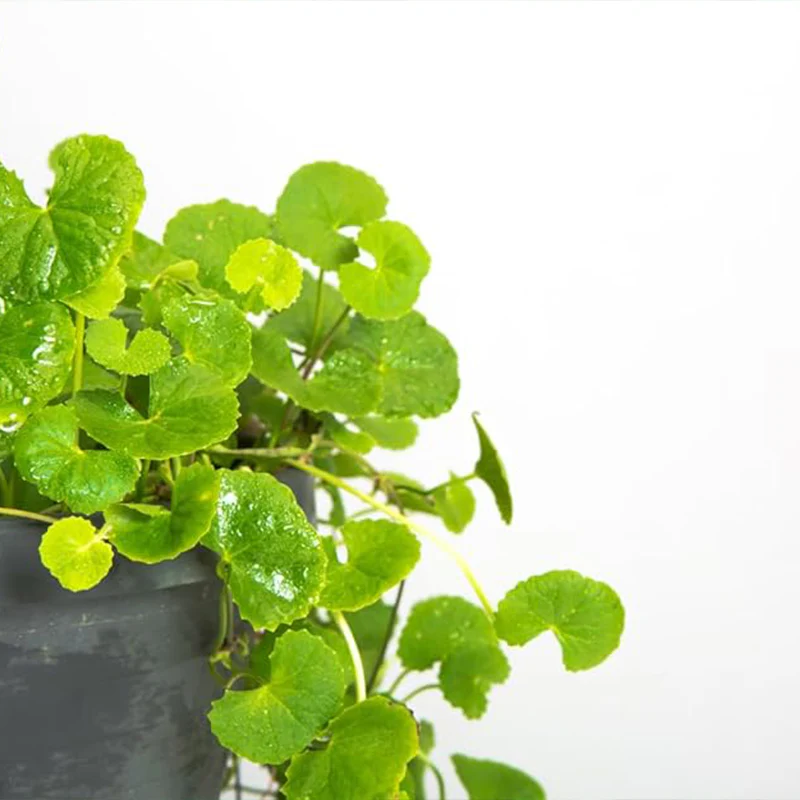 Green Gotu Kola Seeds - Hat Rau Ma - Big Leaf Seed Centella Asiatica Vegetable - Image 2