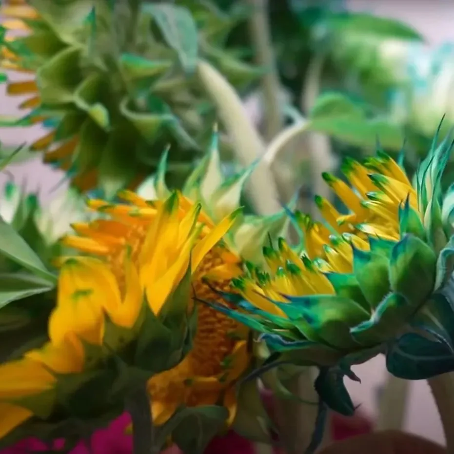 Green Lace Sunflower Seeds - Image 3