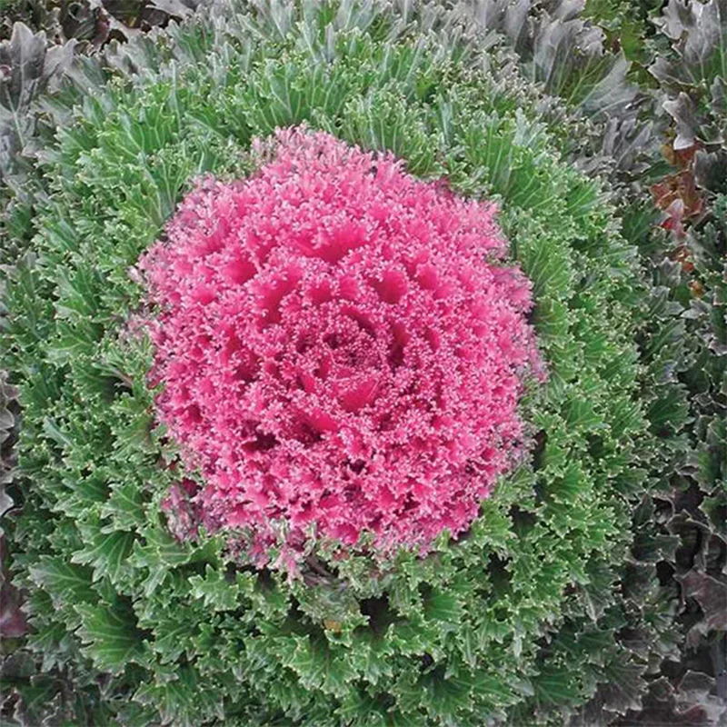 Green-Pink Collard Vegetable Seeds
