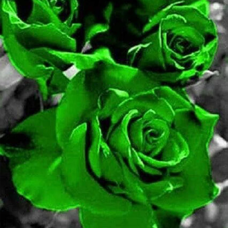 Green Rose Rosa Flowers Seeds Bush Shrub Perennial Flower - Image 2