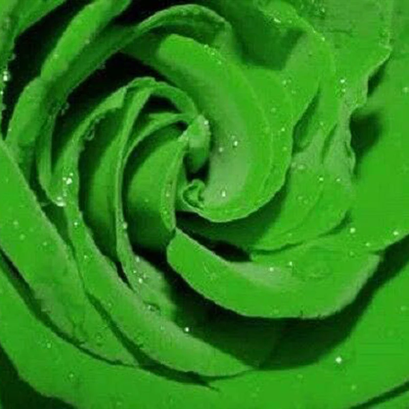 Green Rose Rosa Flowers Seeds Bush Shrub Perennial Flower - Image 3