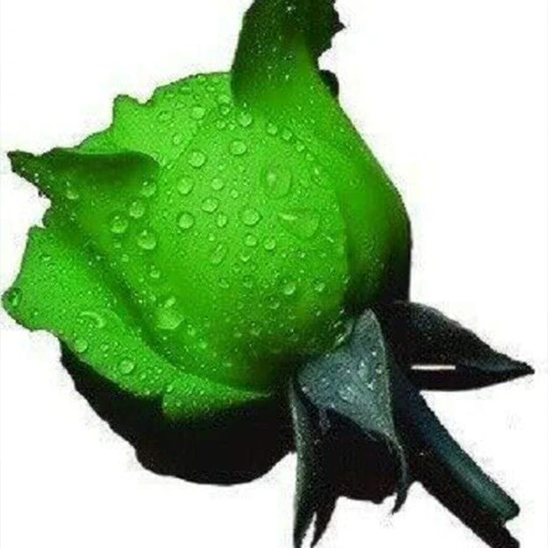 Green Rose Rosa Flowers Seeds Bush Shrub Perennial Flower - Image 4