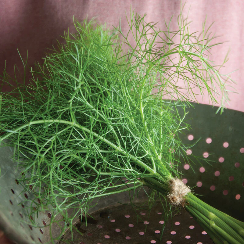 Grosfruchtiger Leaf Fennel Seeds