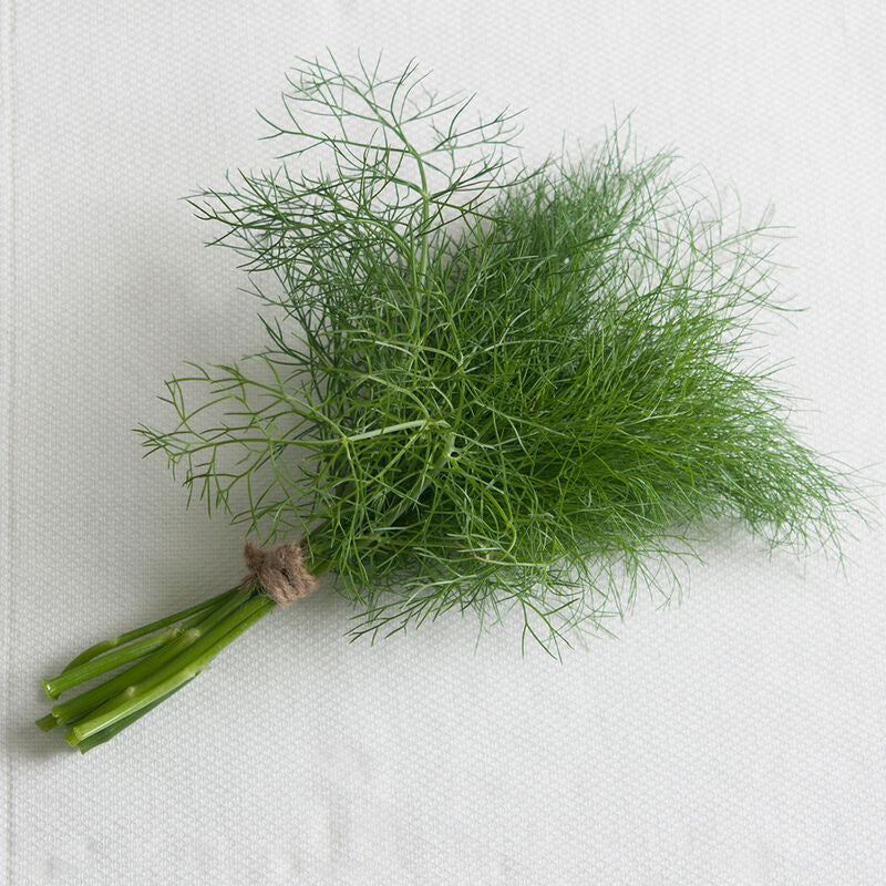 Grosfruchtiger Leaf Fennel Seeds - Image 2
