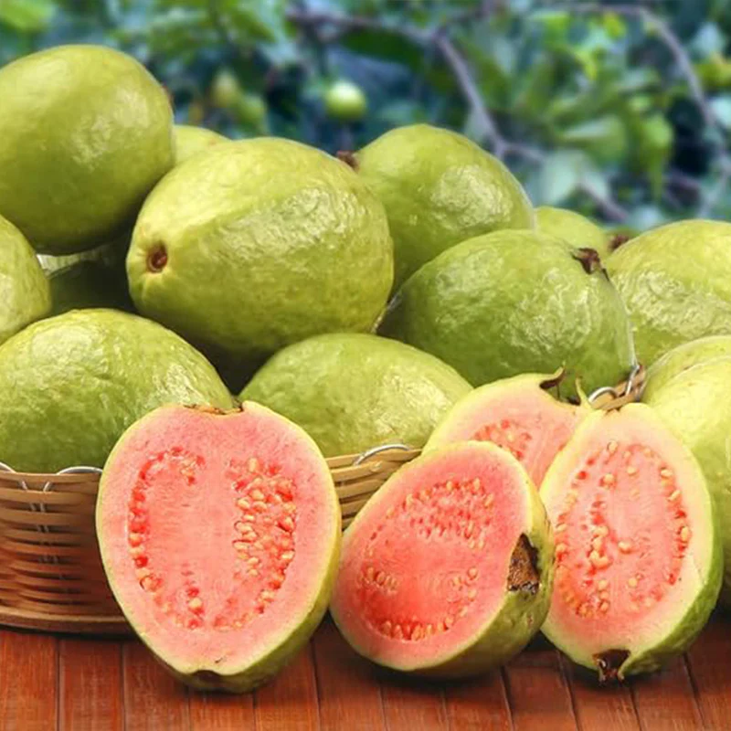 Guava Fruit Tree Seeds for Planting - Exotic and Delicious Tropical Fruit. Great for Live Indoor Bonsai Tree - Image 2